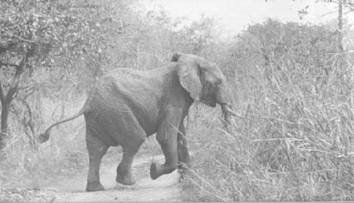 19. Bob Loved Game Photography